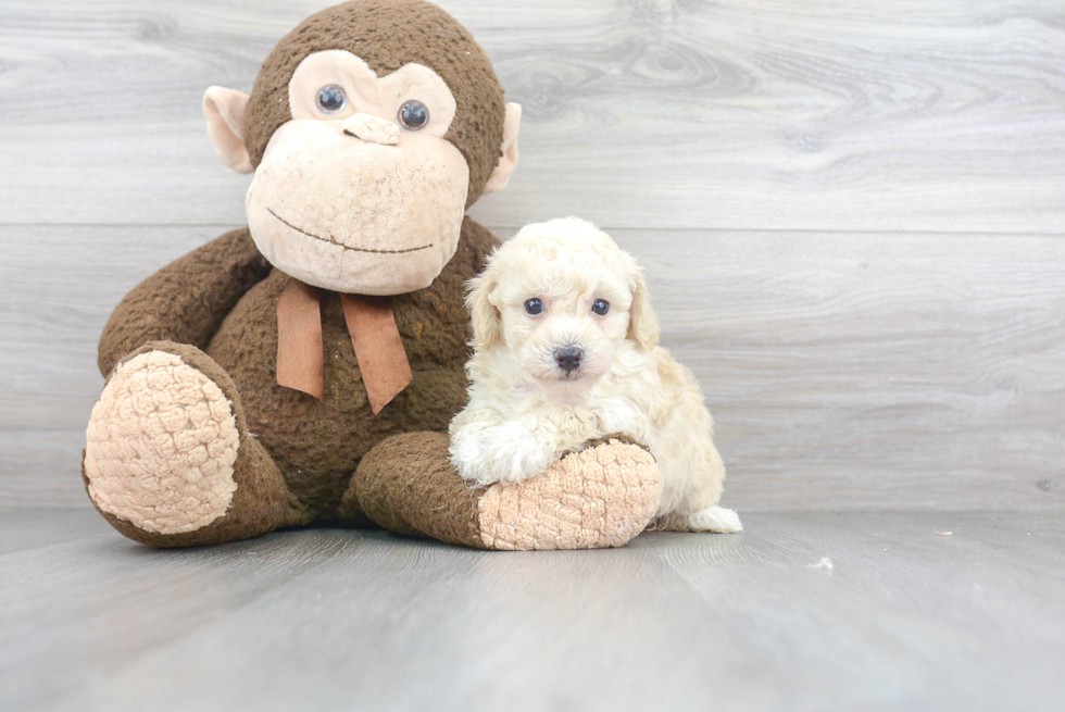 Friendly Poochon Baby