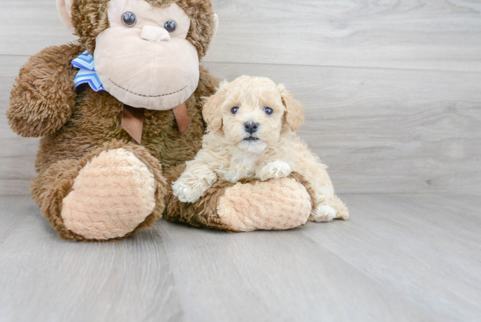 Poochon Pup Being Cute