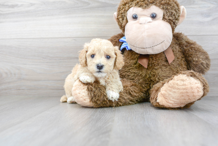 Poochon Puppy for Adoption