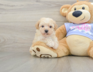 6 week old Poochon Puppy For Sale - Premier Pups