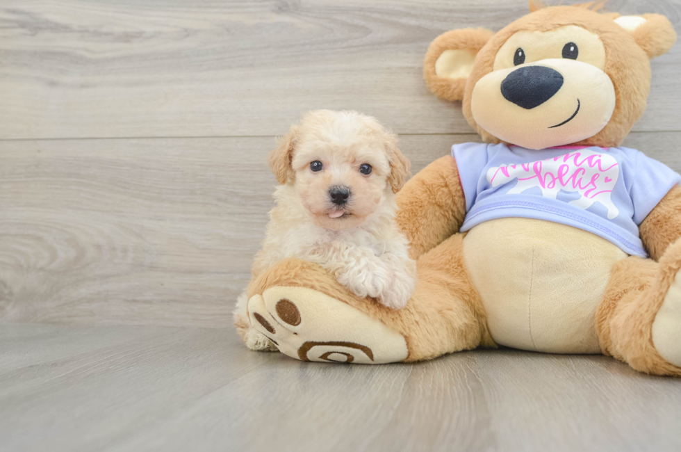 5 week old Poochon Puppy For Sale - Premier Pups
