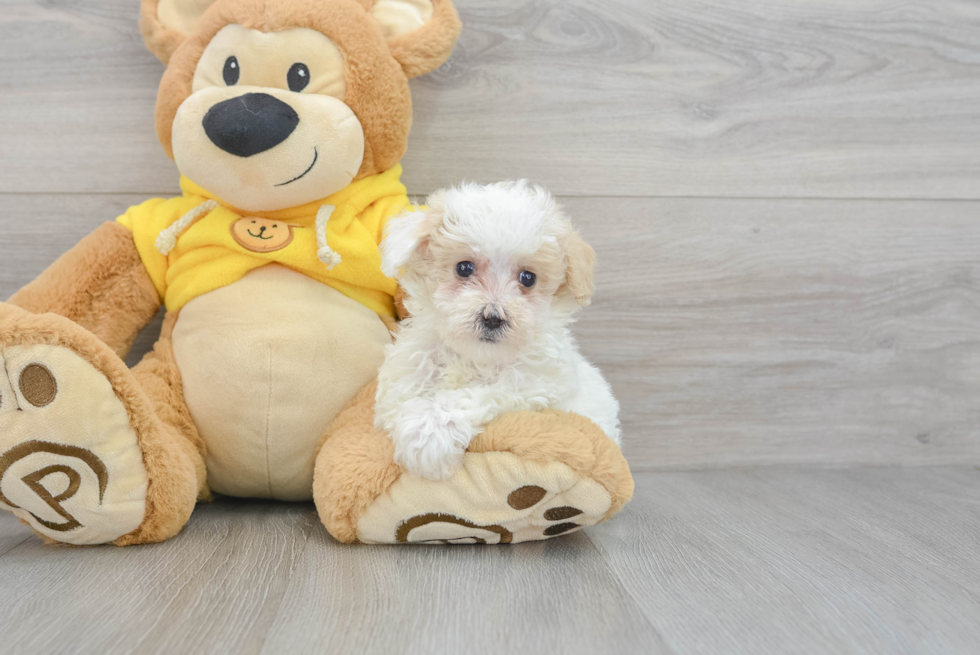 Fluffy Poochon Poodle Mix Pup