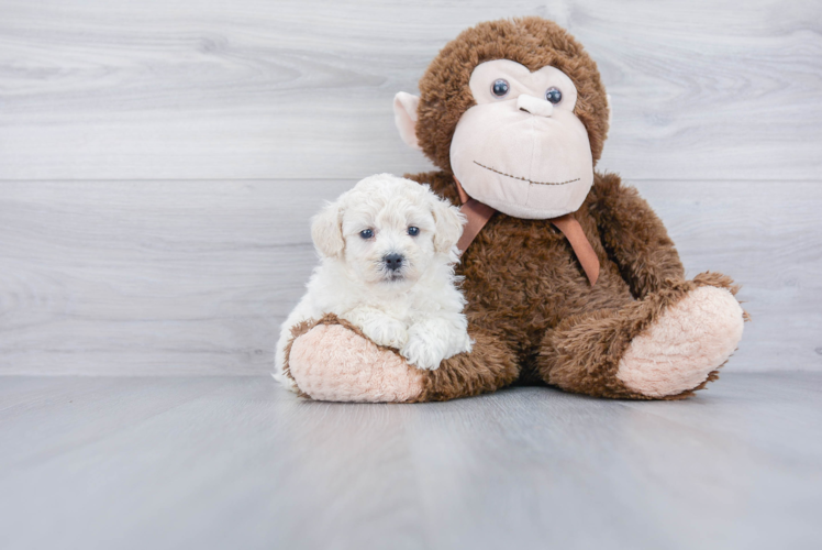 Petite Poochon Poodle Mix Pup