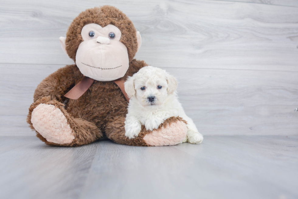 Adorable Bichpoo Poodle Mix Puppy