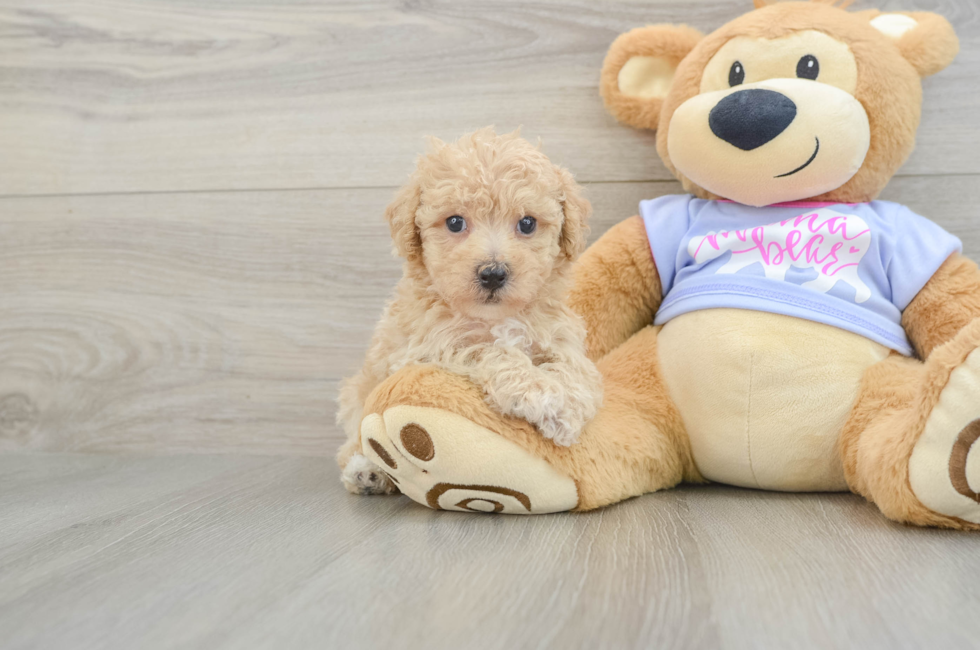 5 week old Poochon Puppy For Sale - Premier Pups