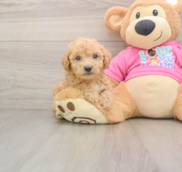 6 week old Poochon Puppy For Sale - Premier Pups