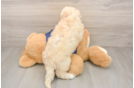 Petite Poochon Poodle Mix Pup