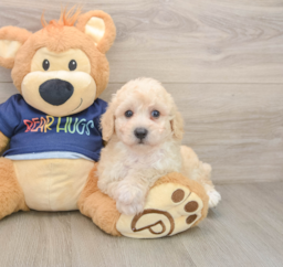 5 week old Poochon Puppy For Sale - Premier Pups