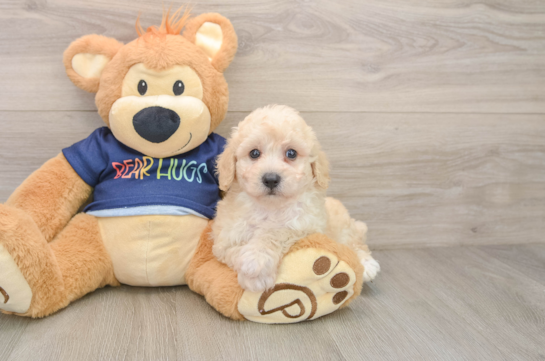 Poochon Pup Being Cute