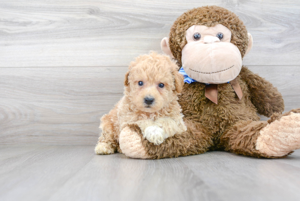 Best Poochon Baby