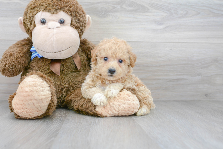 Cute Poochon Poodle Mix Pup
