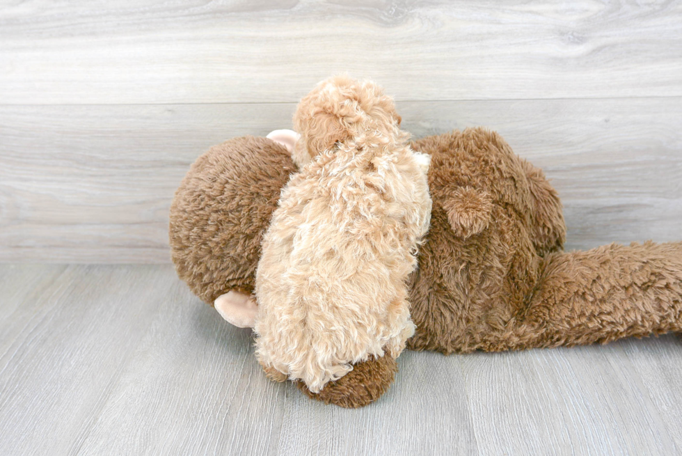 Cute Bichpoo Poodle Mix Puppy