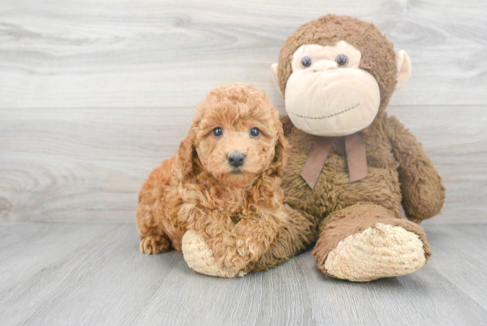 Hypoallergenic Bichpoo Poodle Mix Puppy