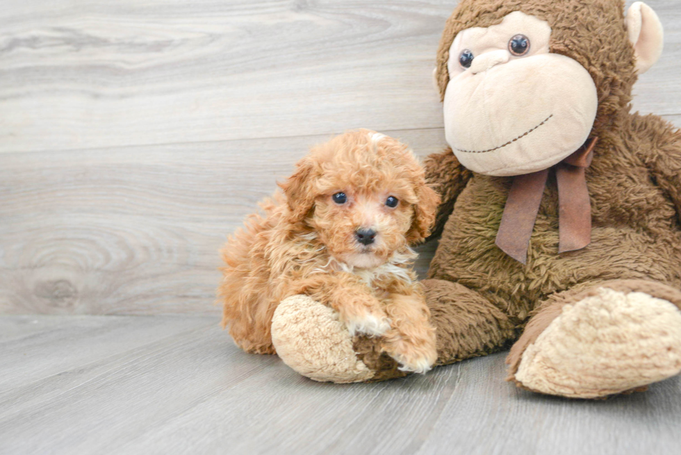 Poochon Puppy for Adoption