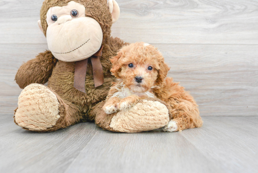 Small Poochon Baby