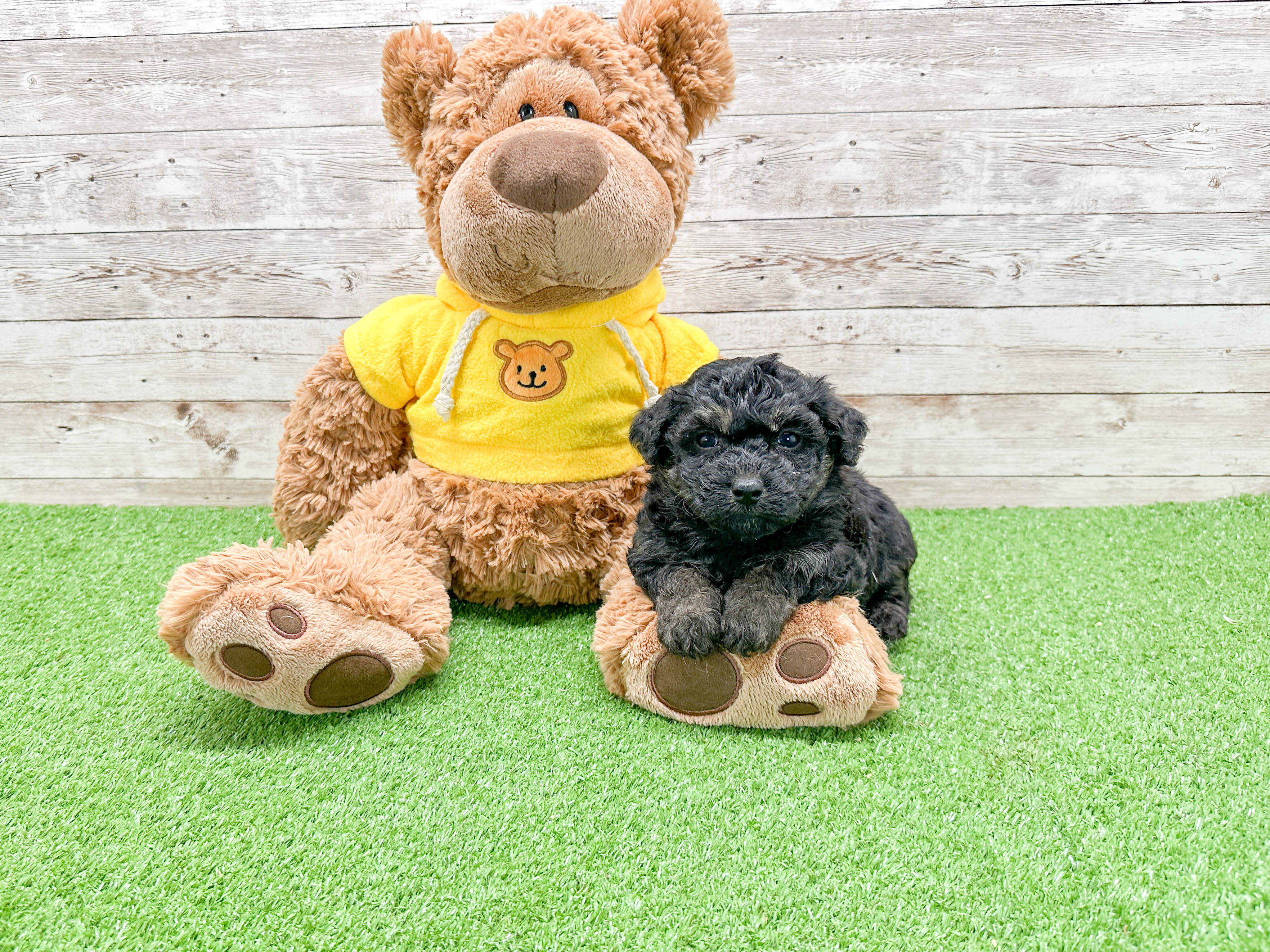 Poochon Puppy for Adoption