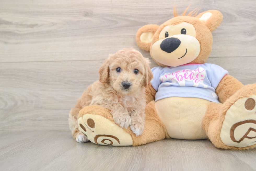 Poochon Pup Being Cute