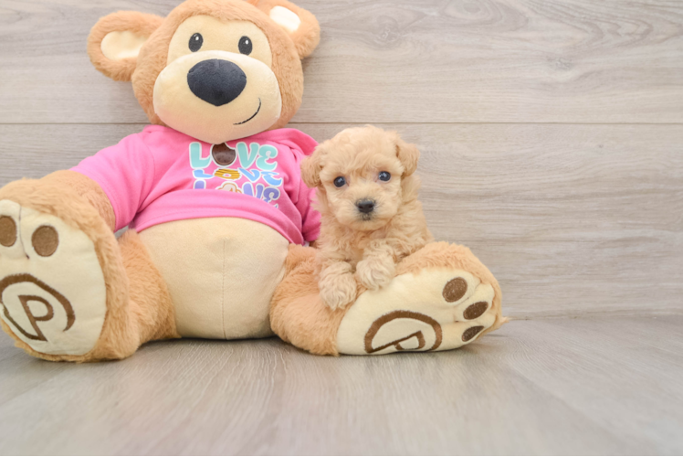 Hypoallergenic Bichpoo Poodle Mix Puppy