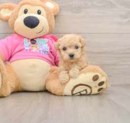 6 week old Poochon Puppy For Sale - Premier Pups