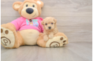 Hypoallergenic Bichpoo Poodle Mix Puppy