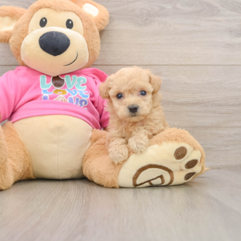 Hypoallergenic Bichpoo Poodle Mix Puppy