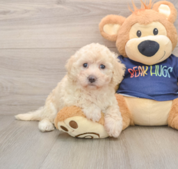 5 week old Poochon Puppy For Sale - Premier Pups