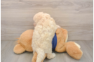 Fluffy Poochon Poodle Mix Pup
