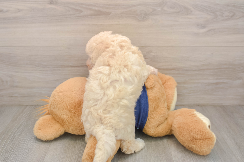 Fluffy Poochon Poodle Mix Pup