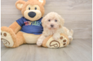 Smart Poochon Poodle Mix Pup