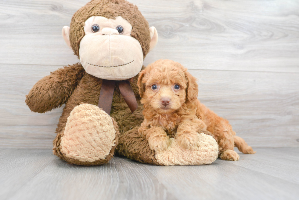 Playful Bichpoo Poodle Mix Puppy