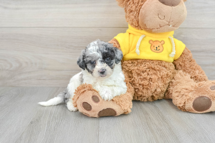 Poochon Pup Being Cute