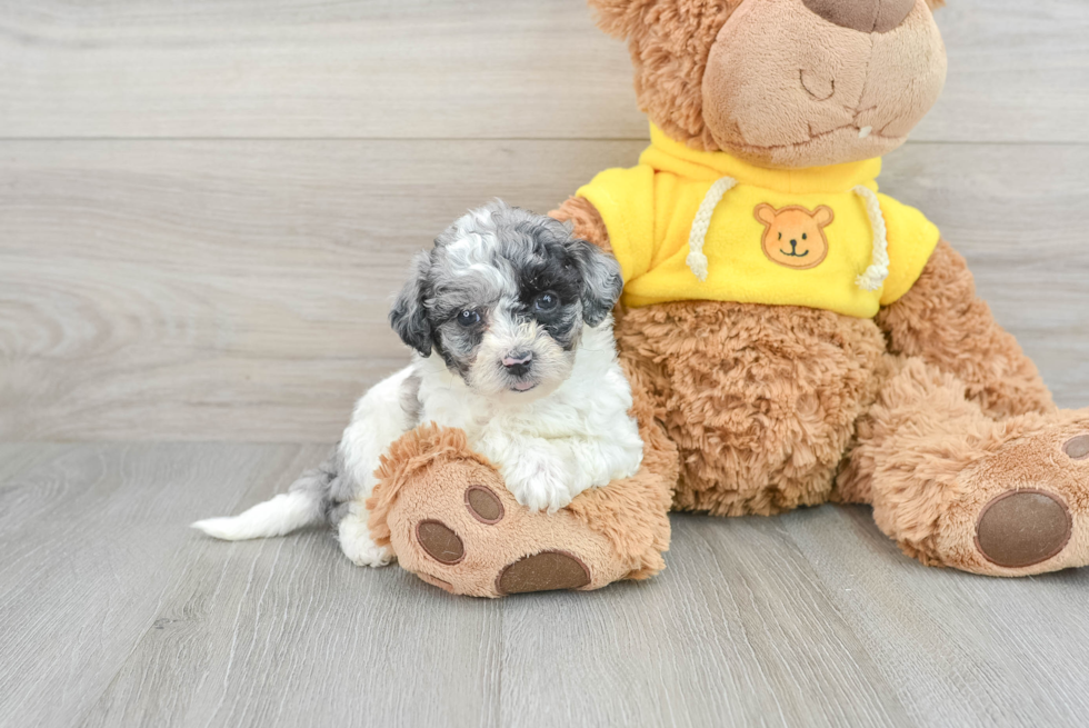 Poochon Pup Being Cute