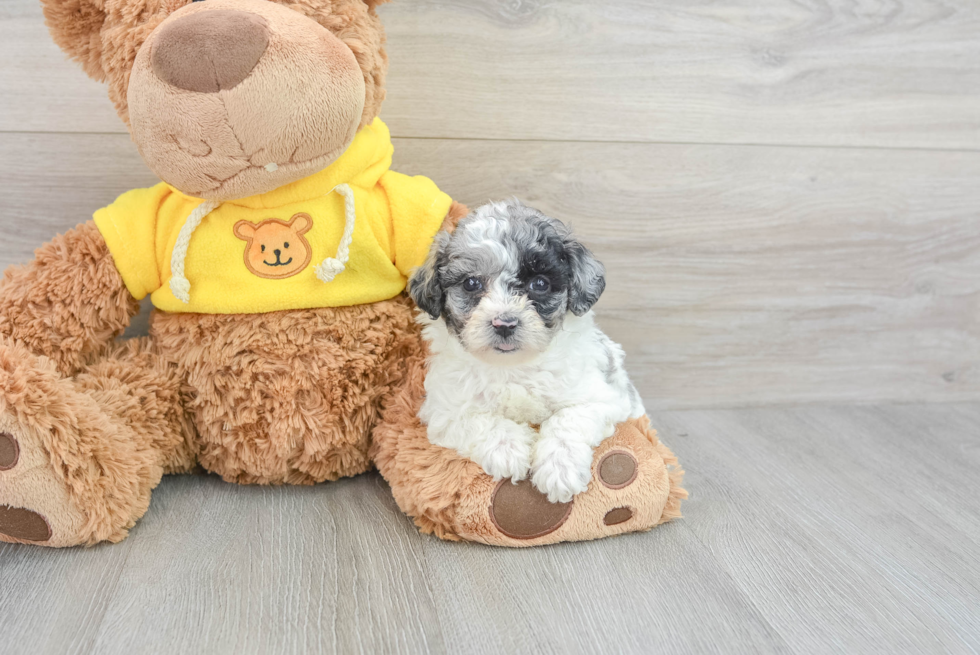 Friendly Poochon Baby