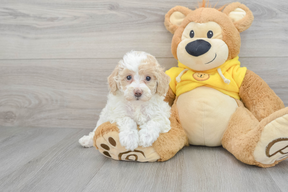 Friendly Poochon Baby