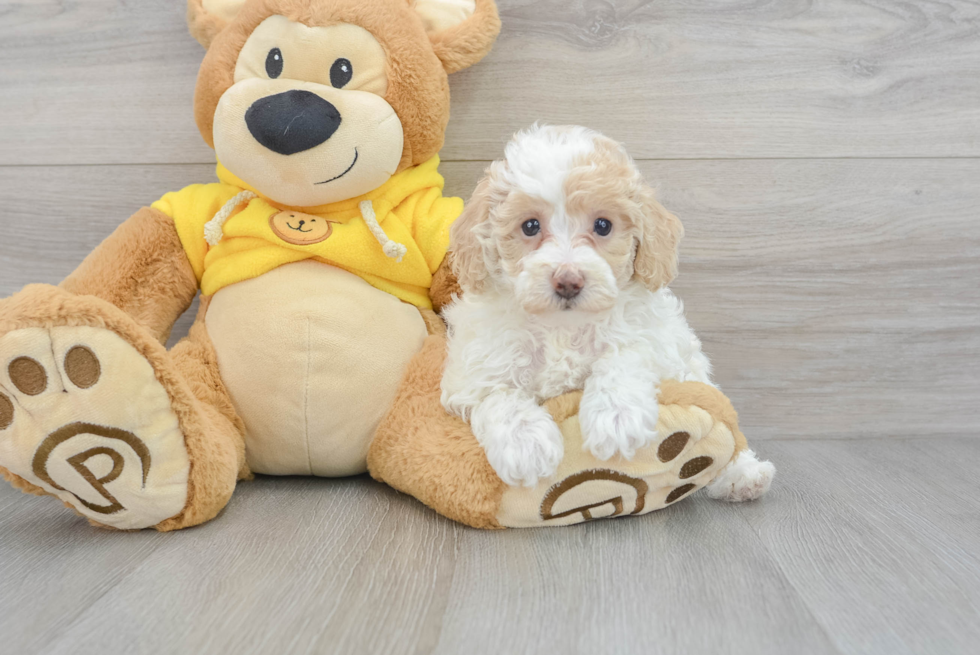 Little Bichpoo Poodle Mix Puppy