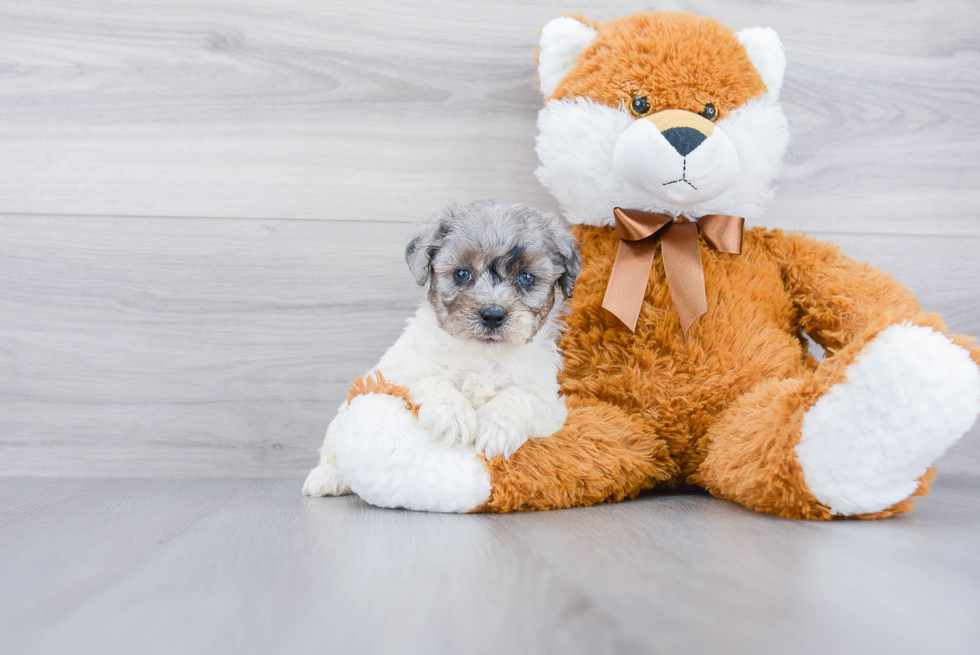 Poochon Pup Being Cute