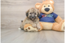 Poochon Puppy for Adoption