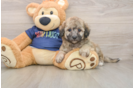 Small Poochon Baby