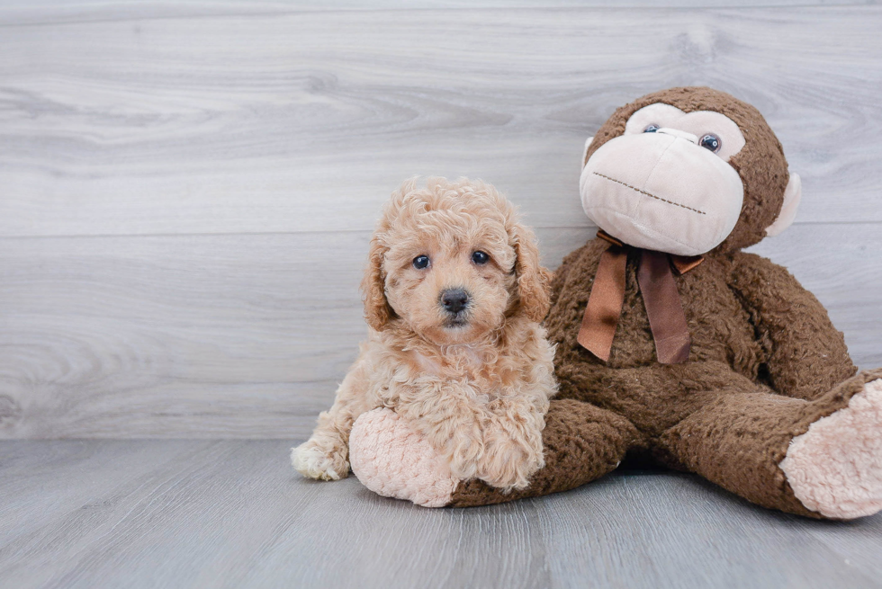 Poochon Pup Being Cute
