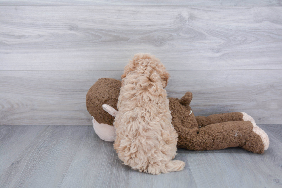 Best Poochon Baby
