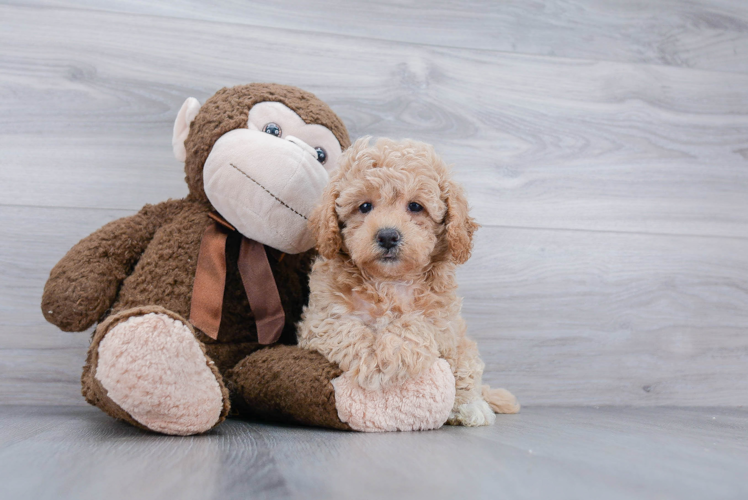Best Poochon Baby