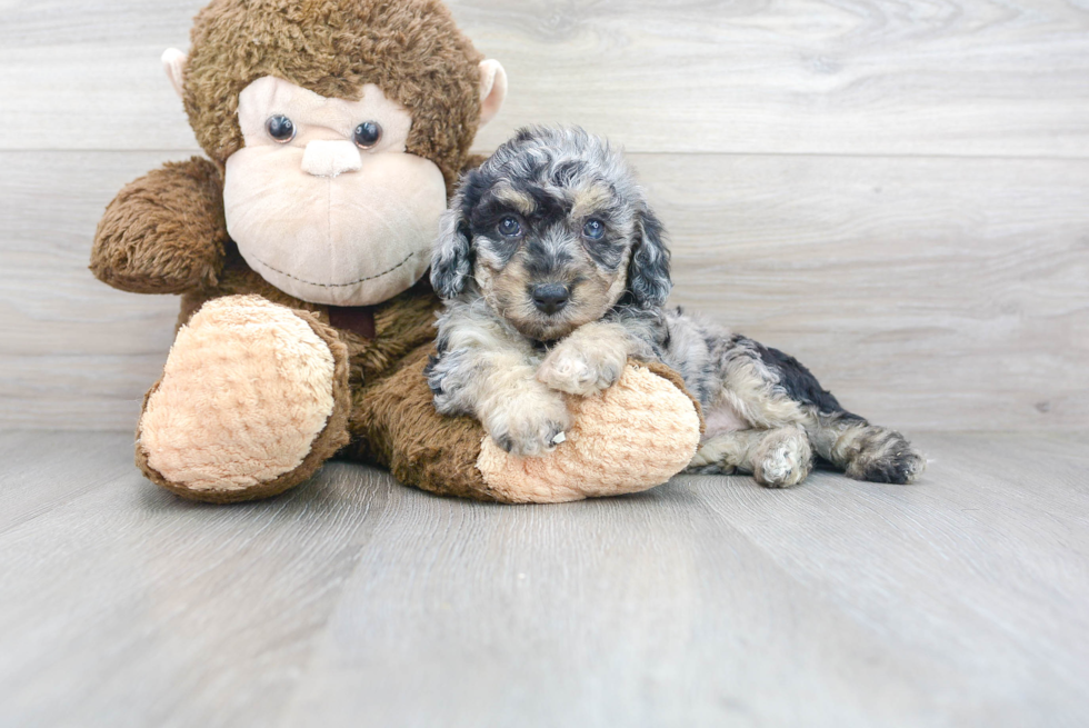 Petite Poochon Poodle Mix Pup