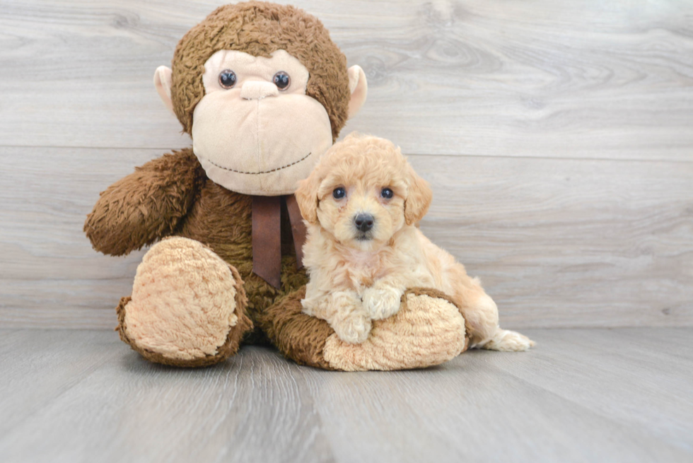 Adorable Bichpoo Poodle Mix Puppy