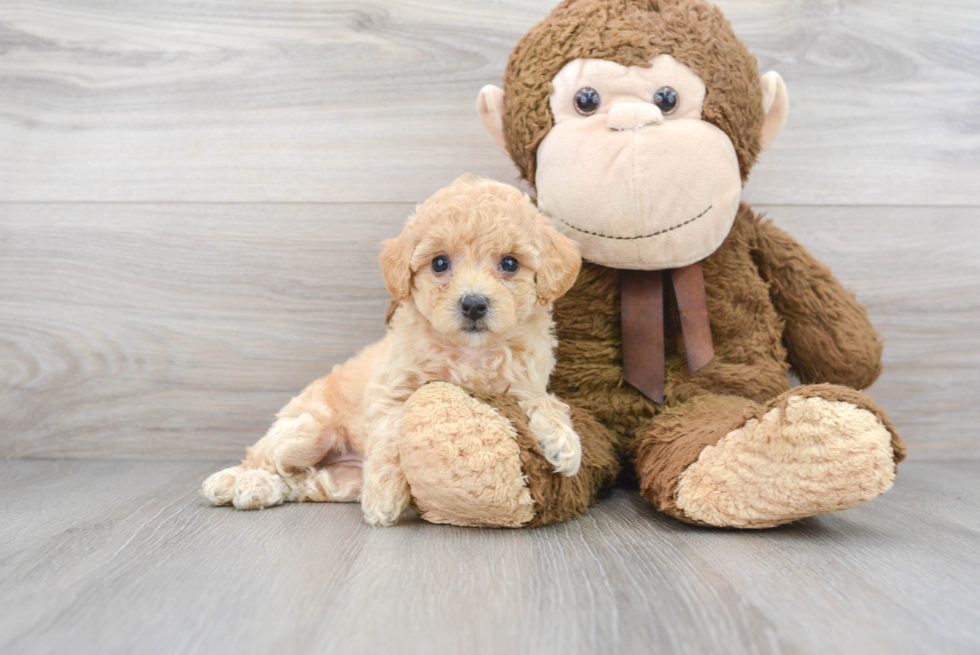 Adorable Bichpoo Poodle Mix Puppy