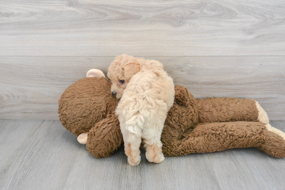 Playful Bichpoo Poodle Mix Puppy