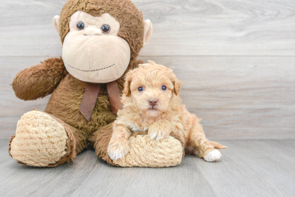 Poochon Pup Being Cute