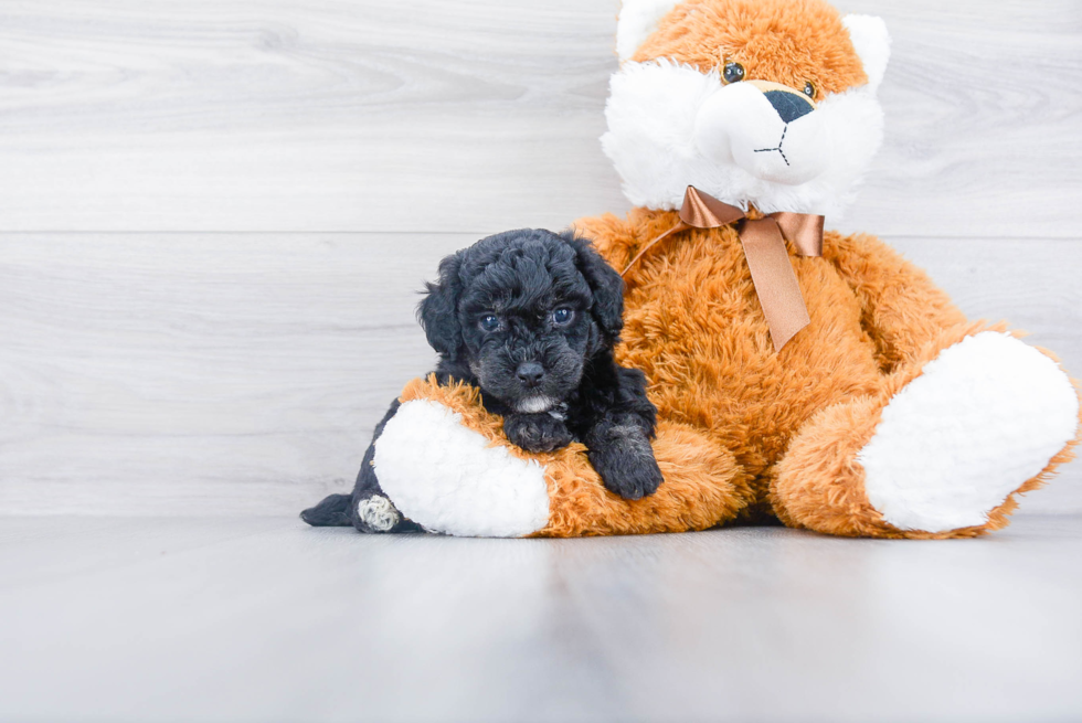 Happy Poochon Baby