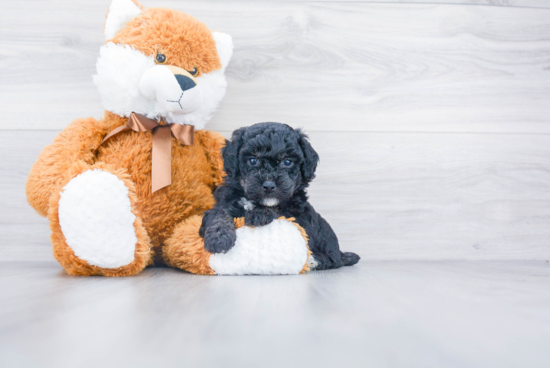 Adorable Bichpoo Poodle Mix Puppy