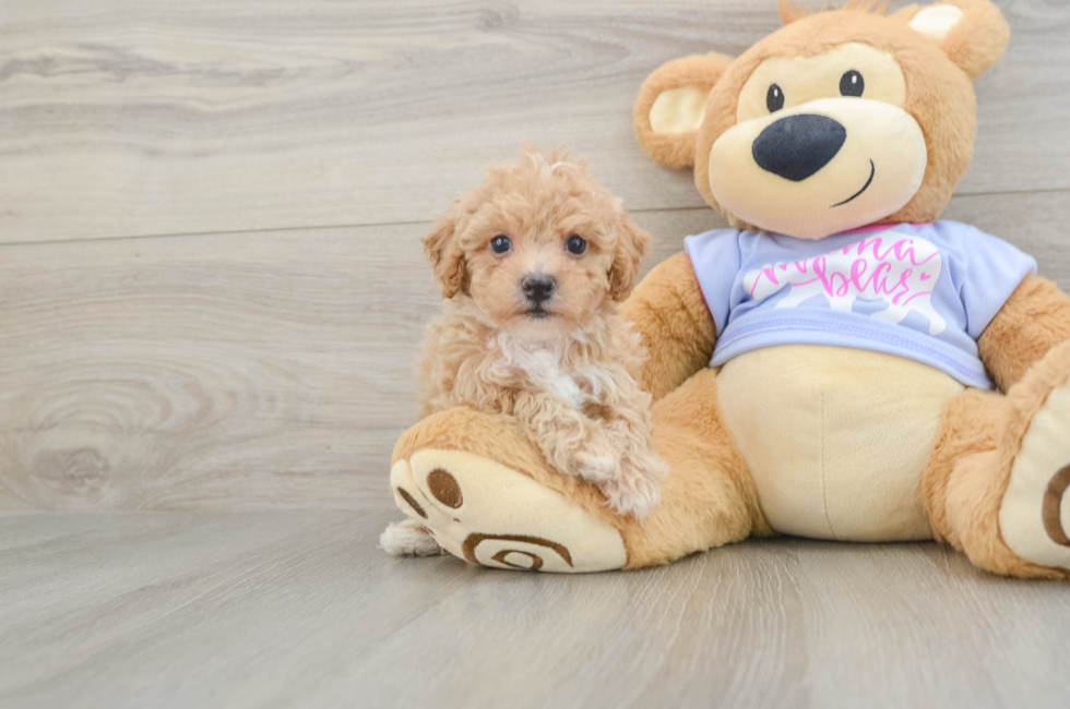 5 week old Poochon Puppy For Sale - Premier Pups