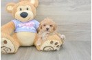 Best Poochon Baby